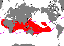 Range - Verbreitung Antennatus nummifer - Antennarius 
        nummifer (Spotfin frogfish, coinbearing frogfish, whitefingered frogfish - Rückenfleck  Anglerfisch)
