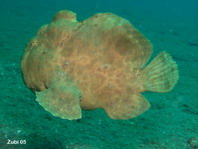 Swimming Giant frogfish Antennarius commerson