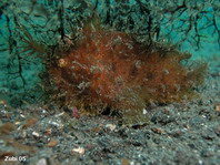 Pez rana rayado (Antennarius striatus) - variación peluda entre algas
