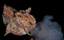 Longlure frogfish (Antennarius multiocellatus) - small orange male (below to the right) is following large engorged female