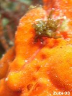 El anzuelo (ilicio) de este Ranisapo pintado (Antennarius pictus) es muy corto y troceado. Probablemente esta regenerando después de habido mordisqueado