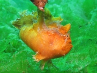 Antennarius biocellatus (Brackish-Water Frogfish (Twinspot Frogfish) - Brackwasser Anglerfisch)