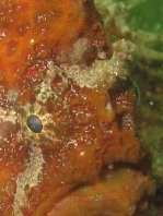 Antennarius biocellatus (Brackish-Water frogfish (Twinspot Frogfish) - Brackwasser Anglerfisch)