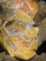 Antennarius biocellatus (Brackish-Water Frogfish (Twinspot Frogfish) - Brackwasser Anglerfisch)