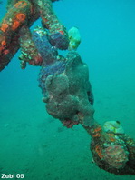 Gray Giant Frogfish (Antennarius commerson) on a rope