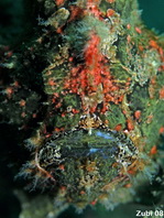 12 Antennarius commerson - thumbnail picture / Kleinbild