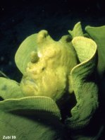 Antennarius commerson (Giant frogfish, Commerson's frogfish - Riesen Anglerfisch)