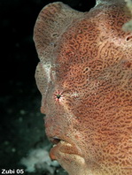 14 Antennarius commerson - thumbnail picture / Kleinbild