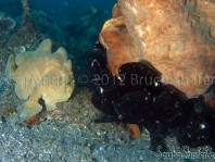 Giant Frogfish (Antennarius commerson), probably 4 black males to the right and one yellow female to the left