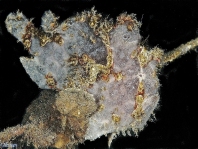 12 Antennarius commerson - thumbnail picture / Kleinbild