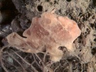 28 Antennarius commerson - thumbnail picture / Kleinbild