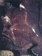 29 Antennarius commerson - thumbnail picture / Kleinbild