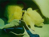 29 Antennarius commerson - thumbnail picture / Kleinbild