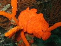 Antennarius commerson (Giant frogfish, Commerson's frogfish - Riesen Anglerfisch)