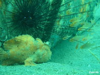 Hispid frogfish - Antennarius hispidus - Hispid Anglerfisch