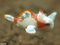 Warty frogfish (Clown frogfish) - Antennarius maculatus - Warzen Anglerfisch 