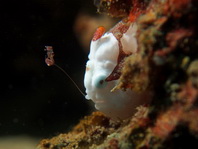 Antennarius maculatus - Warty Frogfish, Clown frogfish, Wartskin frogfish - Warzen Anglerfisch, Clown Anglerfisch) 