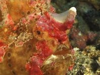 Antennarius maculatus (Warty Frogfish, Clown frogfish - Warzen Anglerfisch, Clown Anglerfisch)