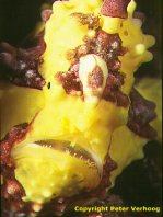 4 <em>Antennarius maculatus</em> - thumbnail picture / Kleinbild
