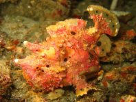 Warty frogfish (Clown frogfish) - <em>Antennarius maculatus</em> - Warzen Anglerfisch 
