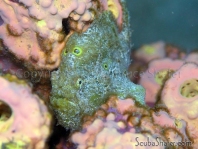 Antennarius multiocellatus (Longlure frogfish - Augenfleck Anglerfisch - Martín pescador, pescador caña larga)