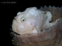 Longlure frogfish / Augenfleck Anglerfisch (<em>Antennarius multiocellatus</em> )