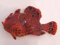 Antennarius pardalis  (Leopard frogfish - Leoparden Anglerfisch)