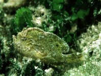 Antennarius pauciradiatus (Dwarfed Frogfish - Zwergenhafter Anglerfisch - pescador enano)