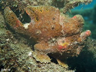 Antennarius pictus (Painted frogfish - Rundflecken Anglerfisch, Bemalter Fühlerfisch) 