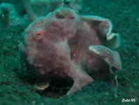 Antennarius pictus (Painted frogfish - Rundflecken Anglerfisch, Bemalter Fühlerfisch) 