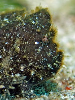 Randall's frogfish - Randall's Anglerfisch thumbnail picture / Kleinbild