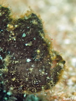 Antennarius randalli Randall's frogfish - Randall's Anglerfisch