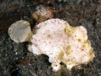 Antennarius randalli Randall's frogfish - Randall's Anglerfisch