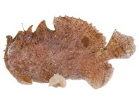 Fowlerichthys scriptissimus - Antennarius scriptissimus(Scripted Frogfish - "Gestrichelter" Anglerfisch) 