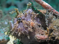 Antennatus nummifer - Antennarius 
        nummifer (Spotfin frogfish, coinbearing frogfish, whitefingered frogfish - Rückenfleck  Anglerfisch)