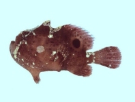 Antennatus 
                      rosaceus - Antennarius 
                      rosaceus (Rosy frogfish, Spiny-tufted Frogfish - Rosa Anglerfisch)