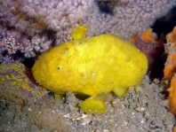 Histiophryne bougainvilli - Bougainville's Frogfish - Bougainville's Anglerfisch