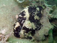 Lophiocharon trisignatus (Three-Spot Frogfish, Spotted-Tail Frogfish - 