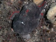 Porophryne erythrodactylus (Bare Island Frogfish / Red-footed Frogfish - Bare Island Anglerfisch / Rotfuss-Anglerfisch)