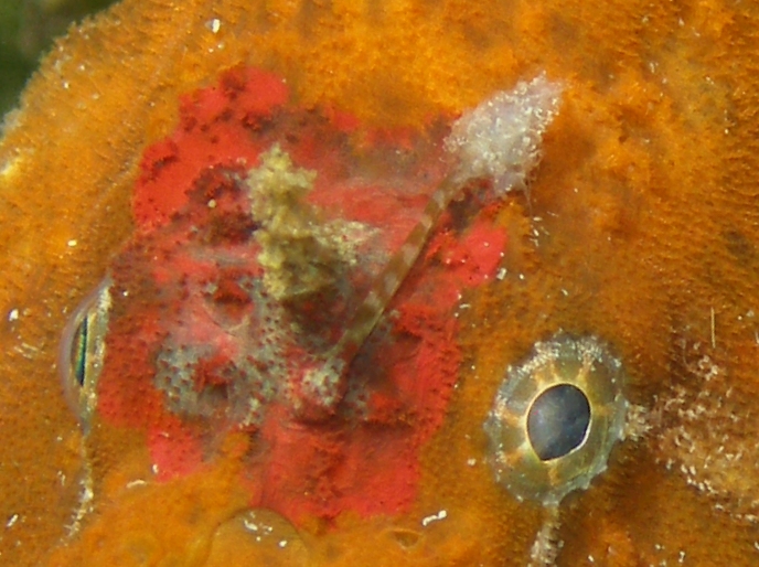 Antennarius biocellatus (Brackish-Water Frogfish (Twinspot Frogfish) - Brackwasser Anglerfisch)