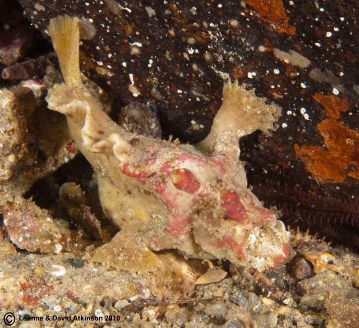 Phyllophryne scortea (Smooth Frogfish - Glatter Anglerfisch)