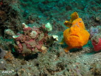 Antennarius maculatus (engorged) is followed by a Antennarius pictus frogfish. Perhaps it is waiting for the release of the eggs, so it can eat them 
