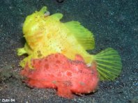 Hairy frogfish (Antennarius striatus) the smaller male (redish) follows the expectant female (yellow)