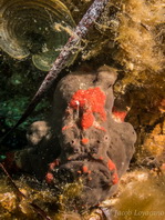 Antennarius hispidus (Hispid frogfish, Shaggy Frogfish - Hispid Anglerfisch)