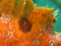 Antennarius biocellatus (Brackish-Water Frogfish (Twinspot Frogfish) - Brackwasser Anglerfisch)