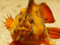 Antennarius biocellatus (Brackish-Water Frogfish (Twinspot Frogfish) - Brackwasser Anglerfisch)