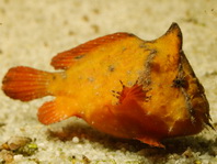 Antennarius biocellatus (Brackish-Water Frogfish (Twinspot Frogfish) - Brackwasser Anglerfisch)