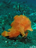 Baby Giant Frogfish (Antennarius commerson) luring
