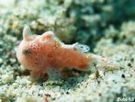 Bebé d'un poisson grenouille géant ou de Commerson