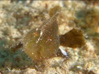 Antennarius pauciradiatus (Dwarfed Frogfish - Zwergenhafter Anglerfisch - pescador enano)